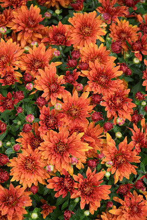 Zuma Orange - 8"x6" Potted Garden Mum