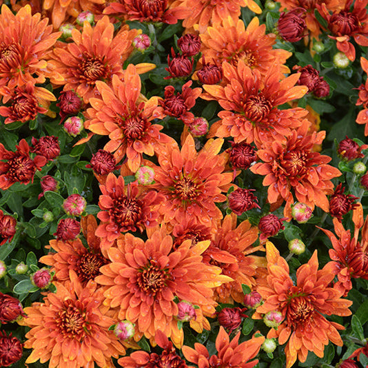 Zuma Orange - 11" Garden Mum Hanging Basket
