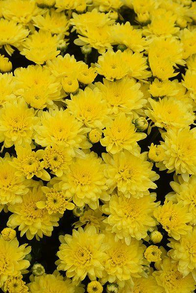 Beach Yellow - 5" Potted Garden Mum