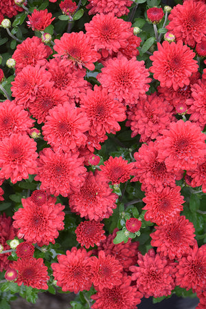 Red Ryder - 8"x6" Potted Garden Mum