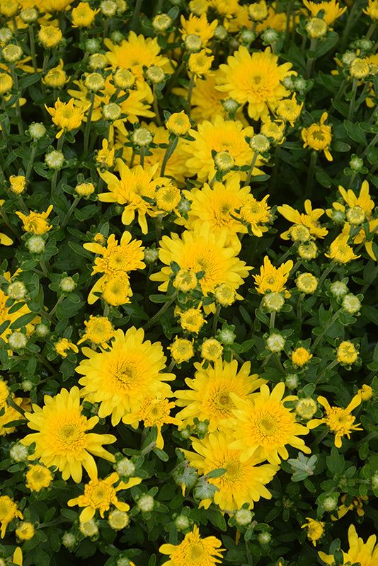 Avalon Sunny Yellow - 8"x6" Potted Garden Mum