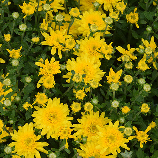 Avalon Sunny Yellow - 11" Garden Mum Hanging Basket