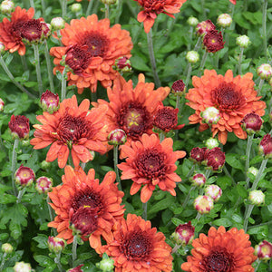 Wanda Bronze - 11" Garden Mum Hanging Basket