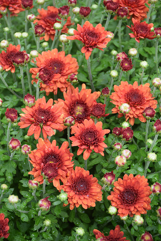 Wanda Bronze - 11" Garden Mum Hanging Basket