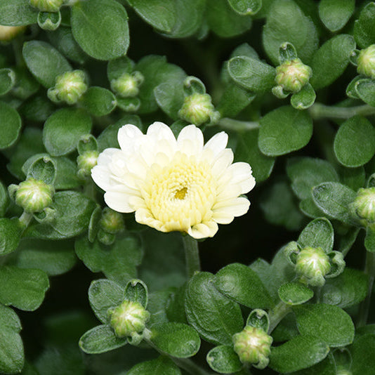 Gigi Snow - 5" Potted Garden Mum