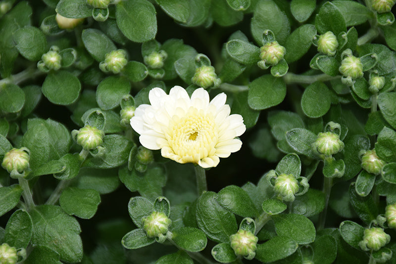 Gigi Snow - 5" Potted Garden Mum