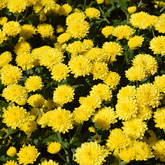 Jasoda Yellow  - 8" Garden Mum Hanging Basket