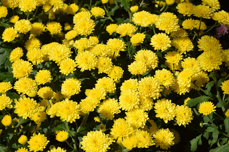 Jasoda Yellow - 8"x5" Potted Garden Mum