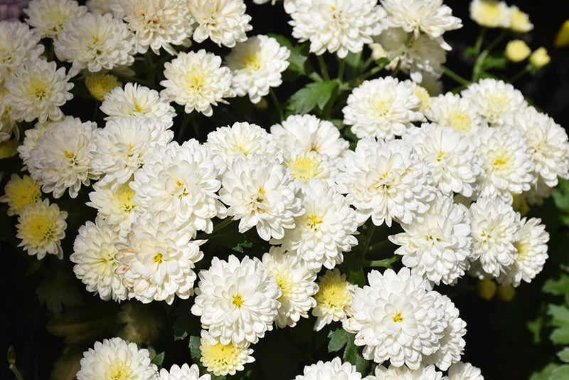 Jasoda White - 8"x5" Potted Garden Mum
