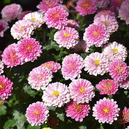 Jasoda Pink - 8"x5" Potted Garden Mum