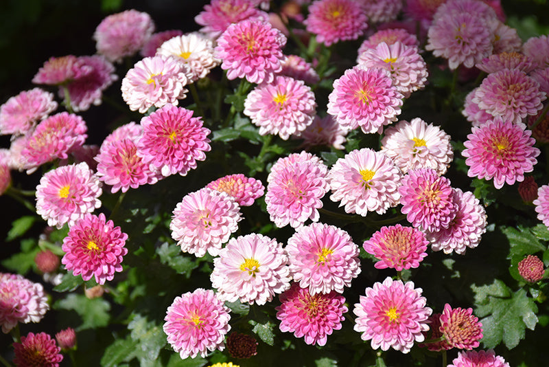 Jasoda Pink - 8"x5" Potted Garden Mum