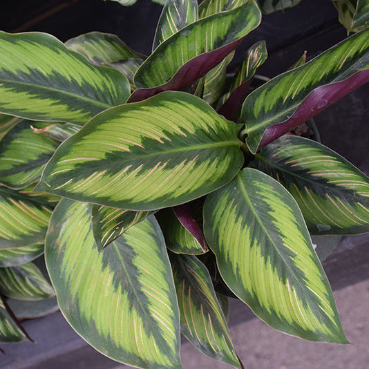 Beauty Star Pinstripe Calathea - Calathea ornata - 4" Pot