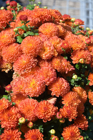 Ditto Dark Orange - 5" Potted Garden Mum