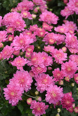 Chelsey Pink - 8"x6" Potted Garden Mum