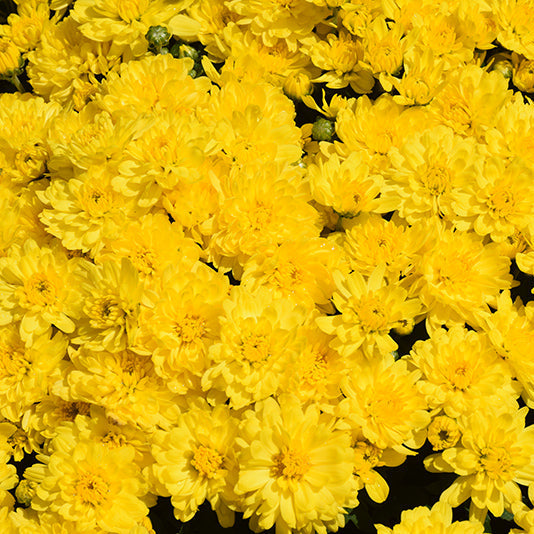 Sunrise Yellow - 8" Garden Mum Hanging Basket