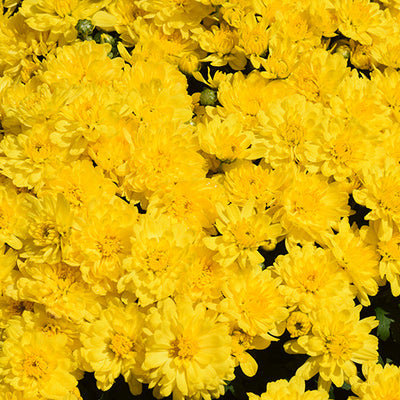 Sunrise Yellow - 11" Garden Mum Hanging Basket