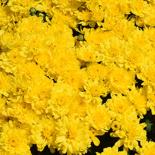 Sunrise Yellow - 11" Garden Mum Hanging Basket