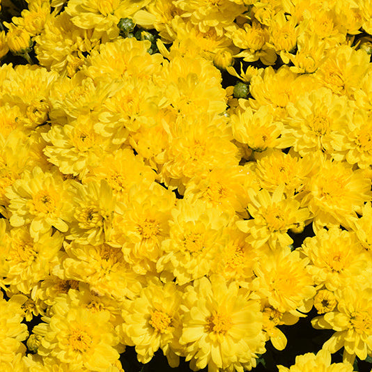 Sunrise Yellow - 8"x6" Potted Garden Mum