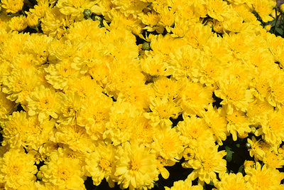 Sunrise Yellow - 9"x6" Potted Garden Mum