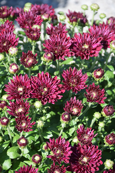 Lagoon Purple - 8"x5" Potted Garden Mum