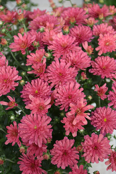Jacqueline Rose - 8"x5" Potted Garden Mum