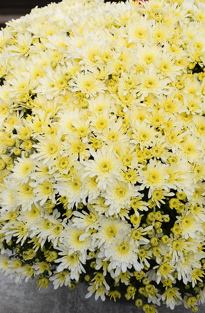 Starburst White - 8"x5" Potted Garden Mum