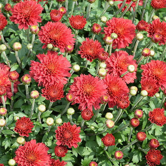 Flamingo Cranberry - 8" Garden Mum Hanging Basket
