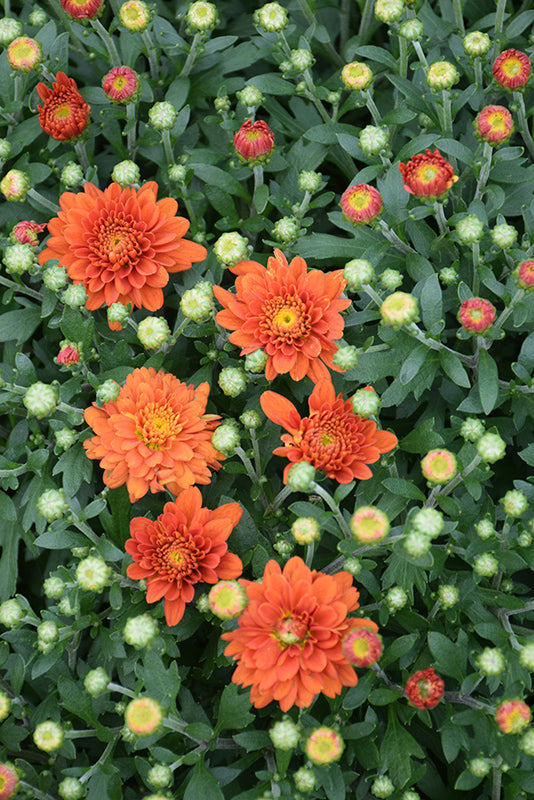 Orange Zest - 9"x6" Potted Garden Mum