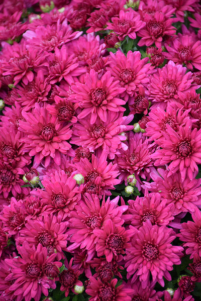 Poppin Purple - 9"x6" Potted Garden Mum