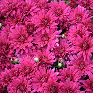 Poppin Purple - 11" Garden Mum Hanging Basket