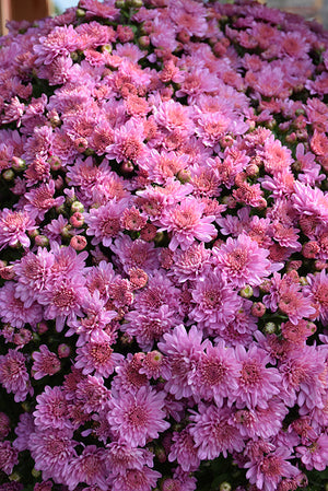 Ursula Lavender - 5" Potted Garden Mum