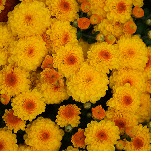 Gigi Gold - 5" Potted Garden Mum