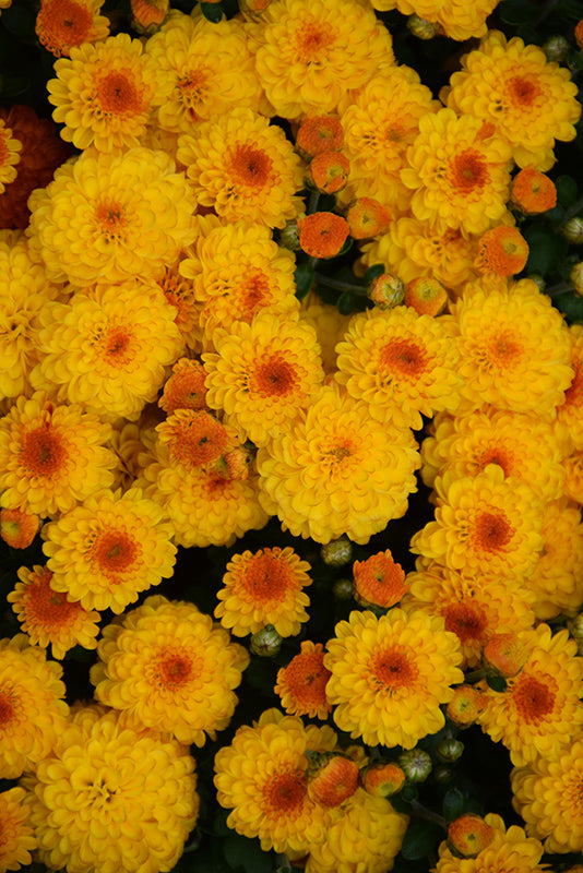 Gigi Gold - 5" Potted Garden Mum
