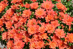 Jacqueline Orange Fusion - 8"x5" Potted Garden Mum