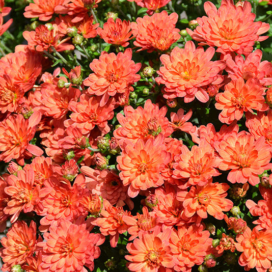Jacqueline Orange Fusion - 9"x6" Potted Garden Mum