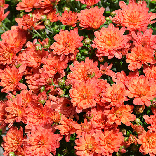 Jacqueline Orange Fusion - 8"x6" Potted Garden Mum