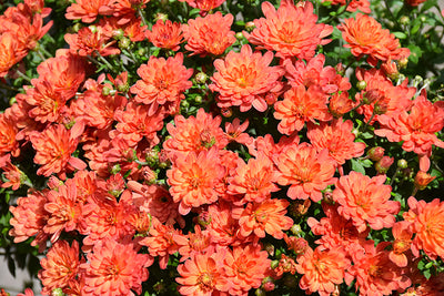 Jacqueline Orange Fusion - 11" Garden Mum Hanging Basket