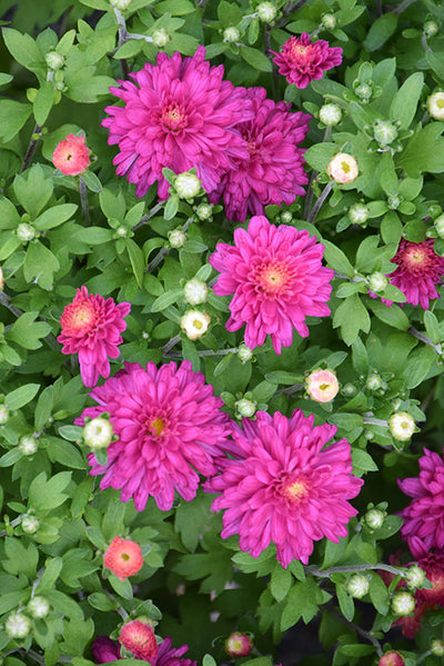 Debbie Hot Pink - 9"x6" Potted Garden Mum