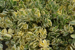 Crassula ovata Variegata - 2.5" Succulent