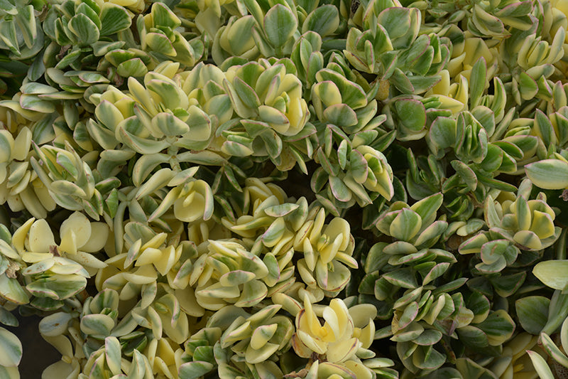 Crassula ovata Variegata - 2.5" Succulent