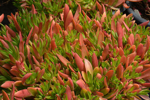 Crassula capitella Campfire - 2.5" Succulent