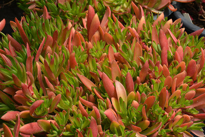 Crassula capitella Campfire - 2.5" Succulent