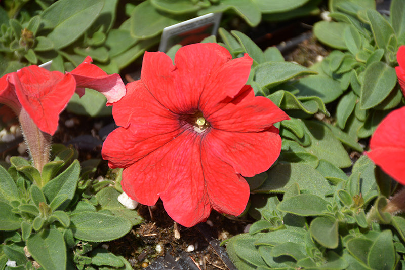 Petunia Pretty Grand Red - 4 Pack Annual