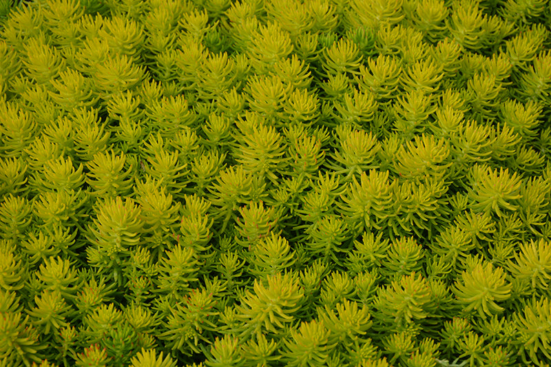 Sedum Stonecrop Sunsparkler Angelina's Tea Cup - 6" Perennial