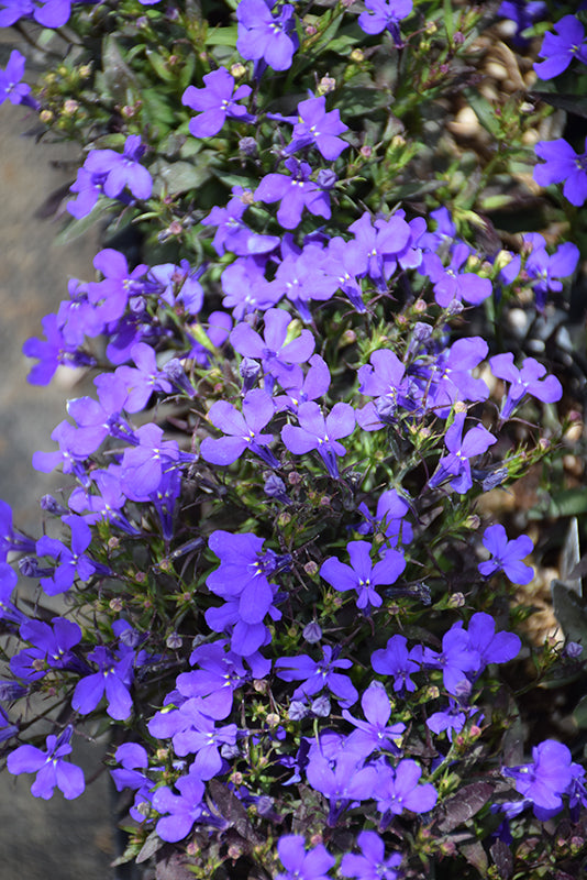 Lobelia Crystal Palace - 4 Pack Annual