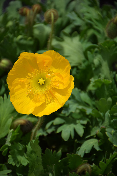 Papaver Iceland Poppy Champagne Bubbles Yellow - 6" Perennial