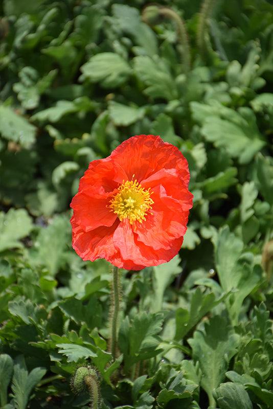 Papaver Iceland Poppy Champagne Bubbles Scarlet - 6" Perennial