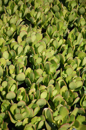Crassula ovata Compact - 2.5" Succulent