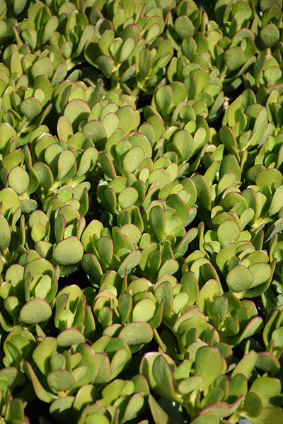 Crassula ovata Compact - 2.5" Succulent