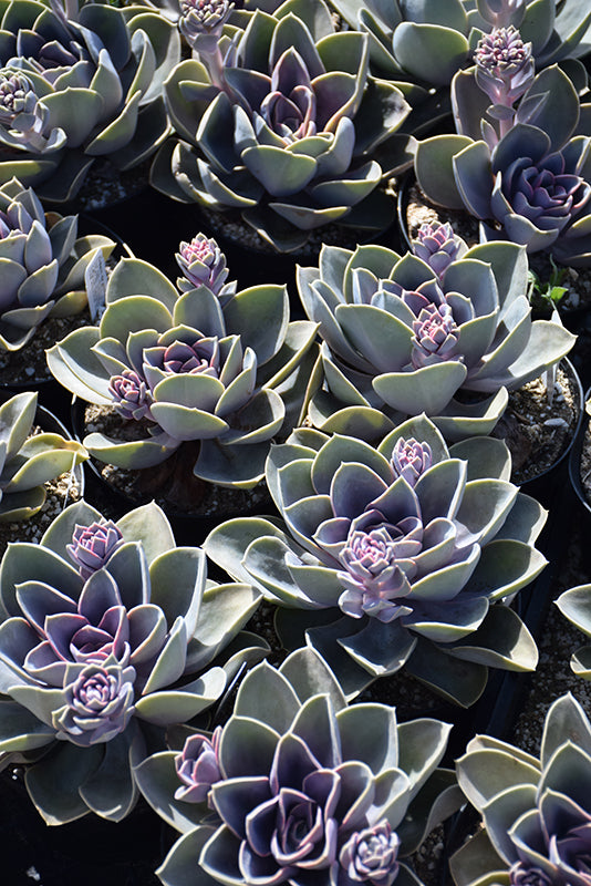 Echeveria Perle von Nurnberg - 2.5" Succulent